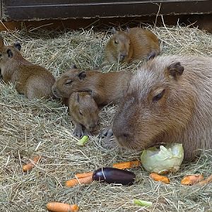 Capybara (Hydrochoerus hydrochaeris) (07/22)