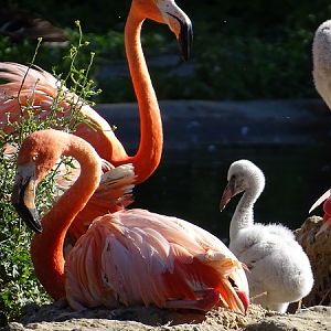 American flamingo (Phoenicopterus ruber ruber) (07/22)