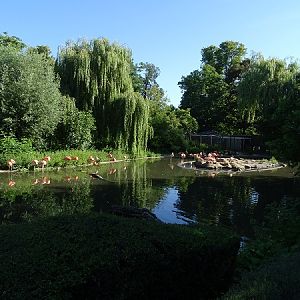 Enclosure for American flamingos (07/22)