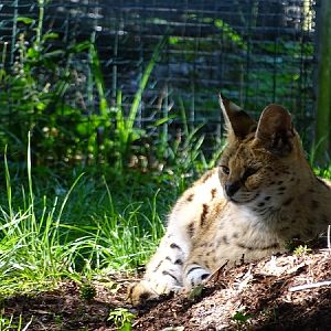 Serval (Leptailurus serval) (07/22)