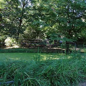 Enclosure for serval (07/22)