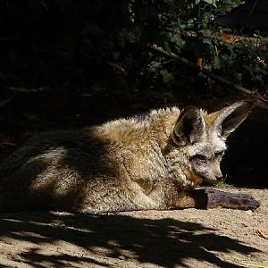 South African bat-eared fox (Otocyon megalotis megalotis) (07/22)