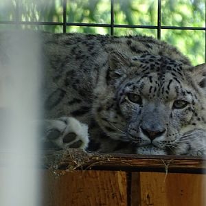 Snow leopard (Panthera uncia) (07/22)
