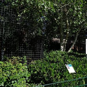 Enclosure for snow leopard (07/22)