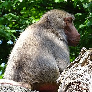 Hamadryas baboon (Papio hamadryas) (07/22)