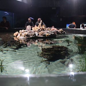 Universeum Stingray Tank
