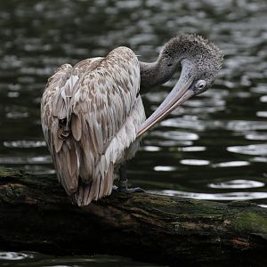 Spot-billed Pelican