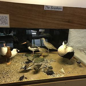 Old Byre heritage centre: Seashore diorama