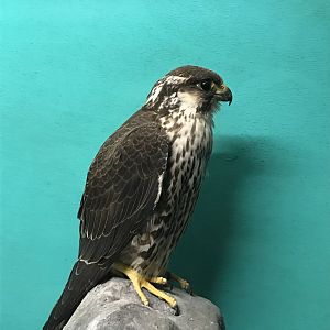 Old Byre heritage centre: Peregrine falcon