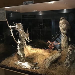 Old Byre heritage centre: Forest diorama
