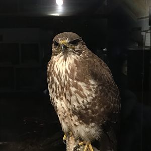 Old Byre heritage centre: Buzzard