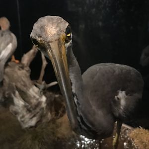 Old Byre heritage centre: Grey heron