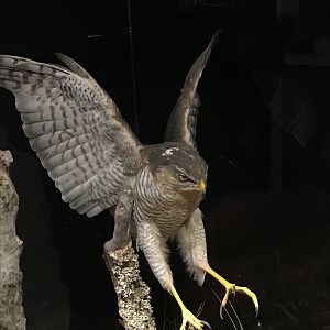Old Byre heritage centre: Sparrowhawk
