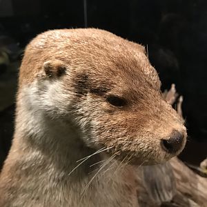 Old Byre heritage centre: Eurasian otter
