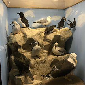 Old Byre heritage centre: Sea cliff diorama