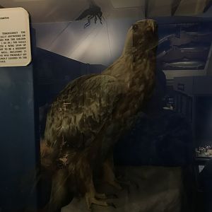 Old Byre heritage centre: Golden eagle