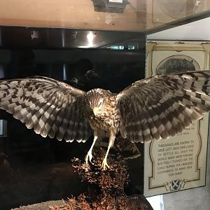 Old Byre heritage centre: Hen harrier