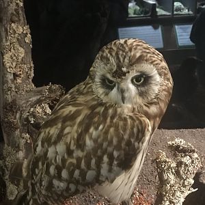 Old Byre heritage centre: Short eared owl