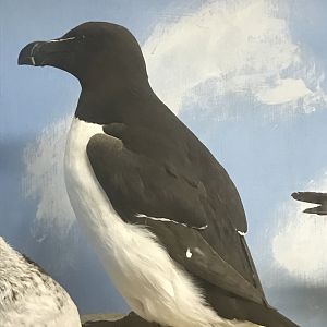 Old Byre heritage centre: Razorbill
