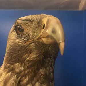 Old Byre heritage centre: Golden eagle