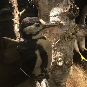 Old Byre heritage centre: Great spotted woodpecker