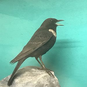 Old Byre heritage centre: Ring Ousel