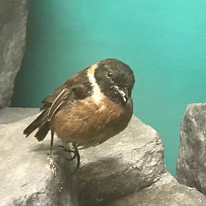 Old Byre heritage centre: Stonechat