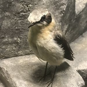Old Byre heritage centre: Whitear