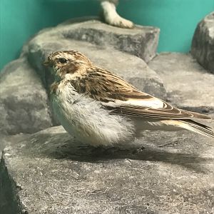 Old Byre heritage centre: Snow bunting