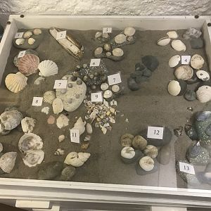 Old Byre heritage centre: Sea shells