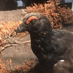 Old Byre heritage centre: Black grouse