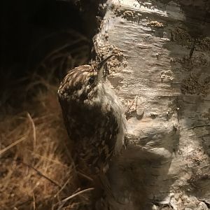 Old Byre heritage centre: Treecreeper