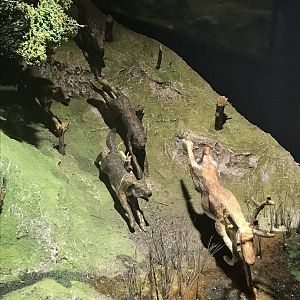 Old Byre heritage centre: Model of wolves hunting reindeer