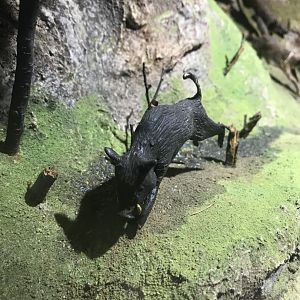 Old Byre heritage centre: Wild boar model