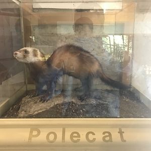 Old Byre heritage centre: Polecat