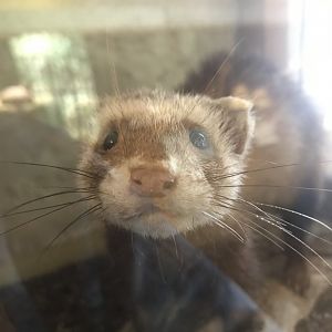 Old Byre heritage centre: Polecat