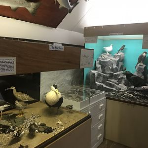 Old Byre heritage centre: View of species dioramas