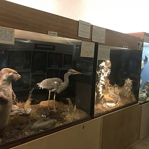 Old Byre heritage centre: View of species dioramas (2)