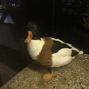 Old Byre heritage centre: Shelduck