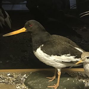 Old Byre heritage centre: Oystercatcher