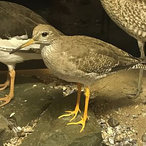 Old Byre heritage centre: Redshank