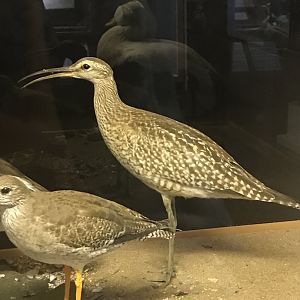 Old Byre heritage centre: Whimbrel