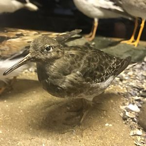 Old Byre heritage centre: Purple sandpiper