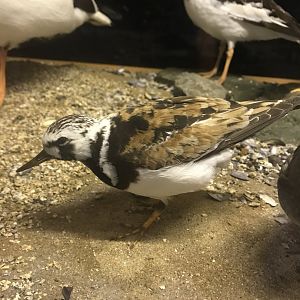 Old Byre heritage centre: Turnstone