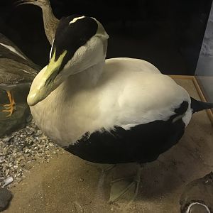 Old Byre heritage centre: Eider duck
