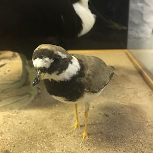 Old Byre heritage centre: Ringed plover