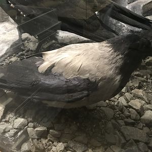 Old Byre heritage centre: Hooded crow
