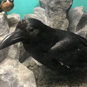 Old Byre heritage centre: Raven