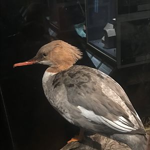 Old Byre heritage centre: Red breasted Merganser