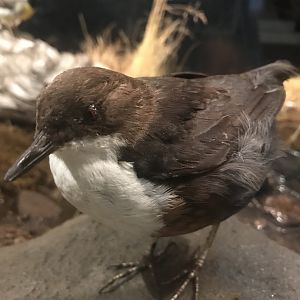 Old Byre heritage centre: Dipper